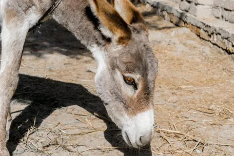 Poor an innocent donkey Stock Photos