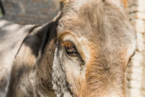 Poor an innocent donkey Stock Photos