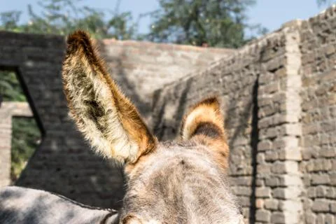 Poor an innocent donkey Stock Photos