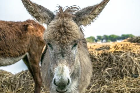 Poor an innocent donkey Stock-Fotos