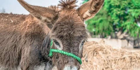 Poor an innocent donkey Stock Photos
