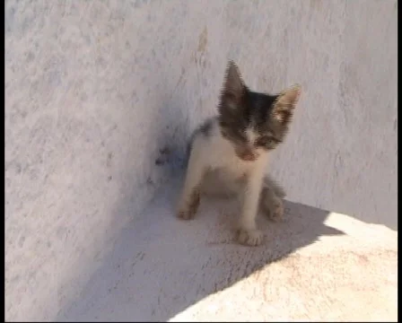 Poor kitten Stock Footage 377605
