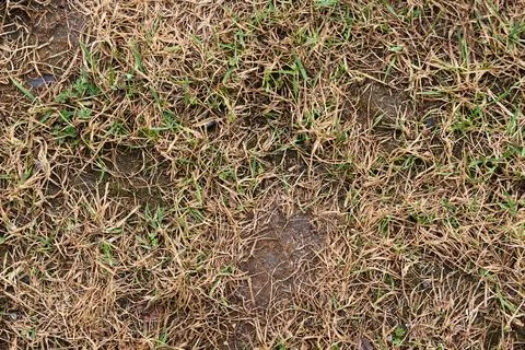 Poor lawn condition: Close-up of dry matted grass and patches of bare earth.. Stock Photos