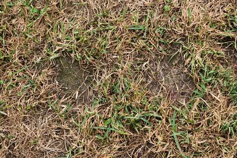 Poor lawn condition: Close-up of dry matted grass and patches of bare earth.. Stock Photos