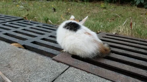 A poor little cat Video stock 291846723