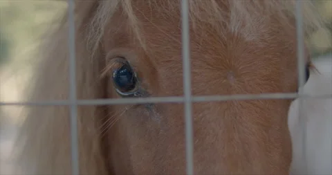 A poor little pony Stock Footage 314835546