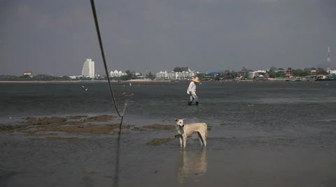 The Poor Man And The Dog Ebb Old Man And The Sea Stock Footage 47363241