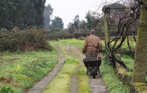 Poor old man working in the field pulls a wheelbarrow with a rake inside Stock Photos