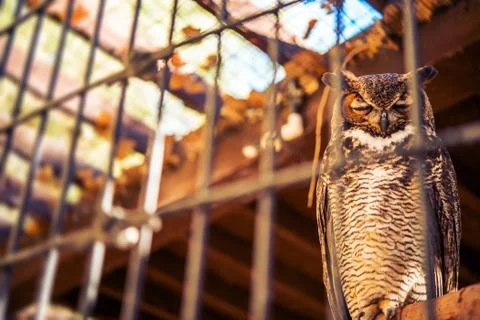 Poor Owl in Captivity Stock Photos