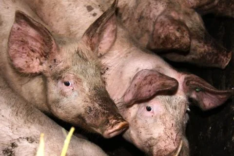 Poor pigs Stock Photos