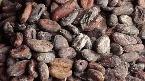 Poor quality cocoa beans with white fungi rotating Stock Footage 252410857