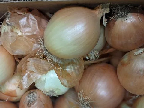 Poor quality onion. Vegetables. Stock Photos