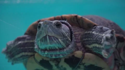 Poor red eared slider turtle swimming in tank (Trachemys scripta elegans) Stock Footage 265570788
