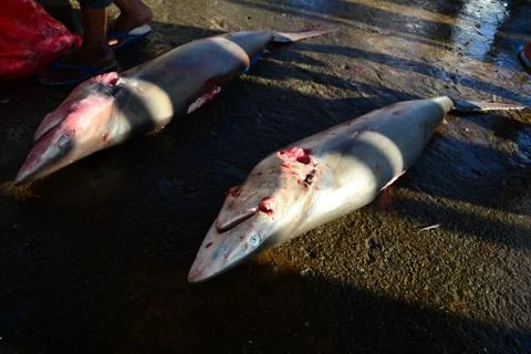 Poor shark Stock Photos