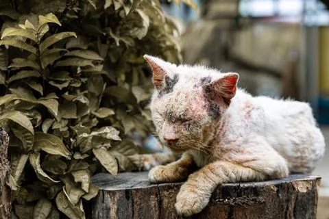Poor sick cat Stock Photos