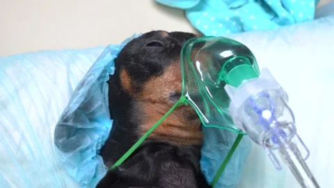 Poor sick dachshund in protective disposable surgical cap and anesthesia oxygen Stock Footage 141645347