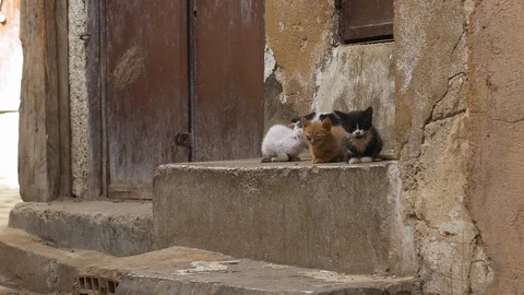 Poor sick stray kittens alone on the streets of Fez Stockbeeldmateriaal 111238006