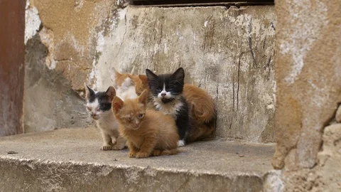 Poor sick stray kittens alone on the streets of Fez Stockbeeldmateriaal 111238441
