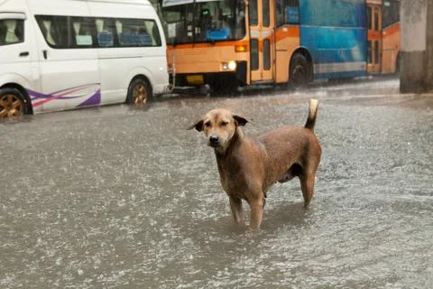 Poor street dog standing in rain flood water Stock Photos