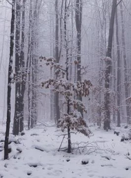 Poor tree between big and stout brothers. The small deciduous tree tries to k Stock Photos