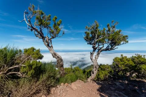 The poor trees 스톡 사진