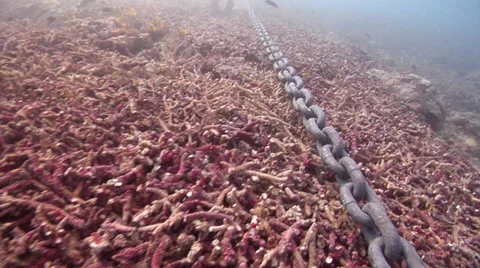 Poor visibility, chain destroying large fields of staghorn coral as ship swings Video stock 38283846