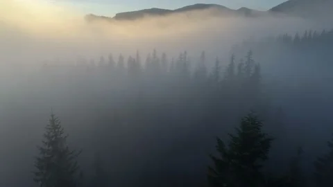 Poor visibility flight. Low flight over fir trees in the fog. Mountain forest Stock Footage 139612813
