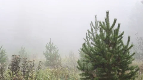 Poor visibility in the forest due to fog and high humidity Stock Footage 80233158