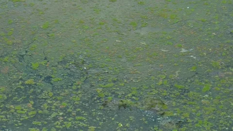 Poor water quality in an ecosystem. Stock Footage 274936079