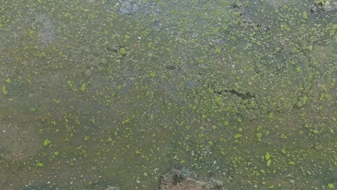 Poor water quality in an ecosystem. Stock Footage 274936119