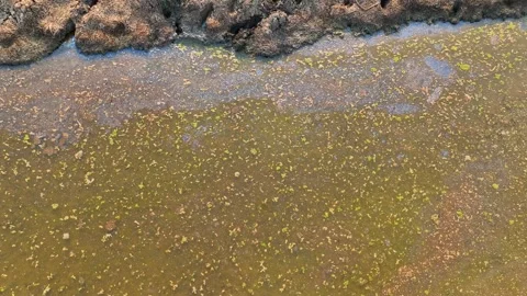 Poor water quality in an ecosystem. Stock Footage 274936122