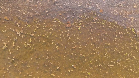 Poor water quality in an ecosystem. Stock Footage 274936129
