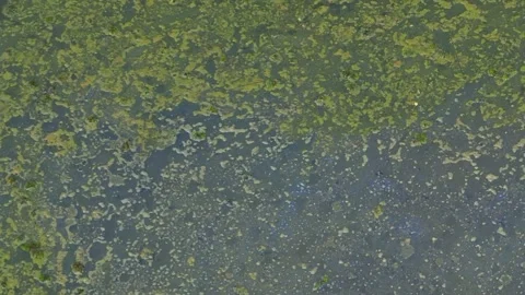 Poor water quality in an ecosystem. Stock Footage 274936134