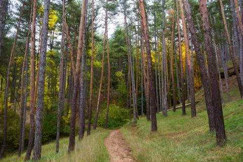 Pootpath in pinar 스톡 사진