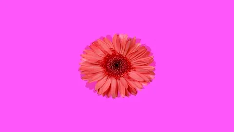 Pop art background abstract psychedelic multicolored, looping colors. Gerbera Stock Footage 175447177