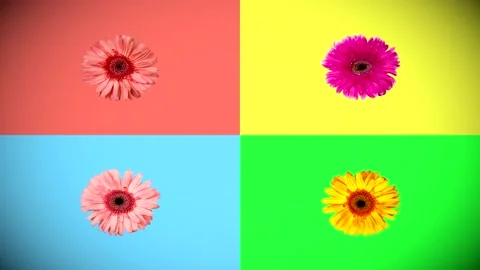 Pop art background in retro style of four  multi-colored gerbera Stockbeeldmateriaal 175447058