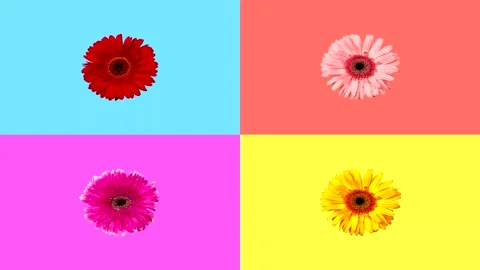 Pop art background in retro style of four  multi-colored gerbera Stock Footage 188580023
