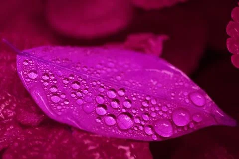 Pop Art Surreal Style of Gradient Purple Colored Plant Leaf with Water Droplets Stock Photos