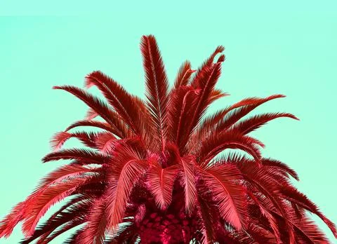 Pop Art Surreal Style Ruby Red Palm Tree Foliage on Seafoam Green Background 스톡 사진