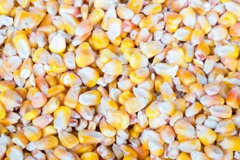 Pop corn grain 库存照片