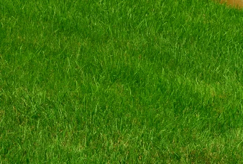 Pop-up Sprinkler 動画素材 488226