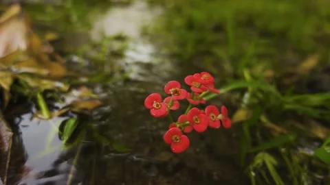 Pop in the Waters Stock Footage 189928249