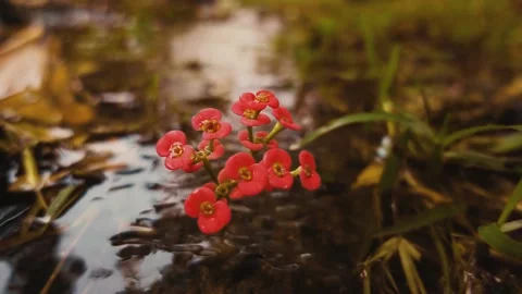 Pop in the Waters Stock Footage 189930609