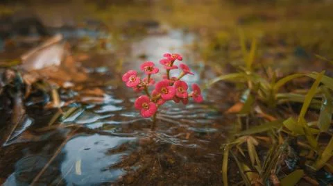 Pop in the Waters Stock Photos