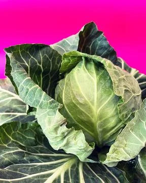 Popart cabbage Stock Photos