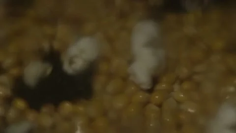 Popcorn 3 Video stock 309146075