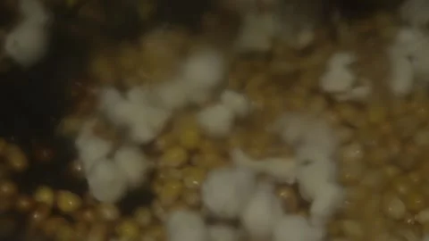 Popcorn 4 Stock Footage 309146288