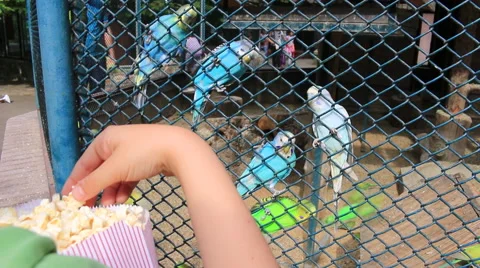 Popcorn for Budgerigars Stock Footage 50152175