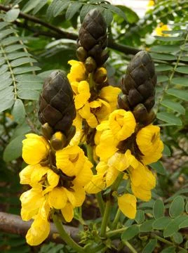 Popcorn Cassia Stock Photos