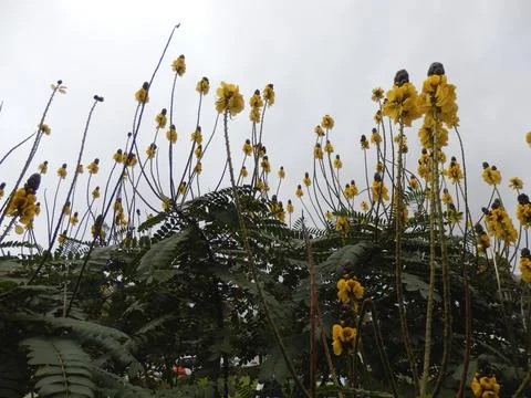 Popcorn Cassia Foto stock
